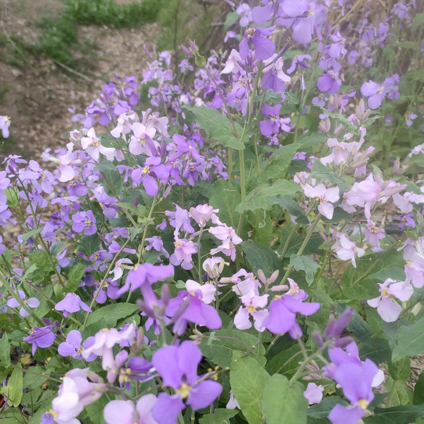 曹家，，大小姐