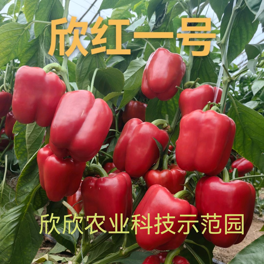寿光欣欣农业科技示范园夏