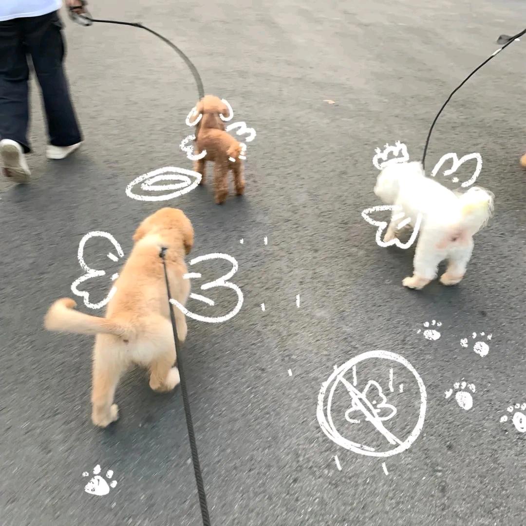 𝙨𝙝𝙚𝙚𝙥𝙛𝙡𝙖𝙧𝙚