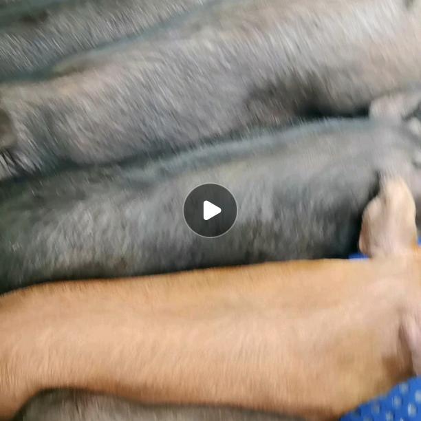 贵州生态黑猪养殖