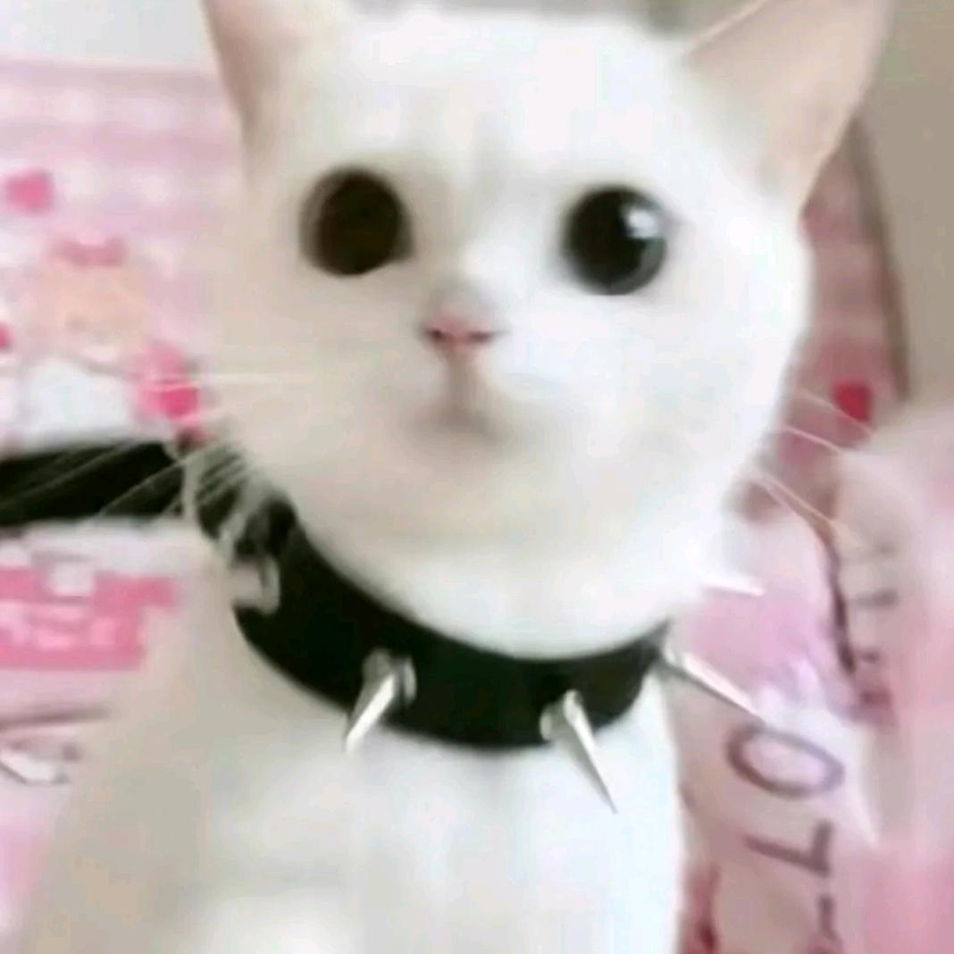 雄鹰一般的女人