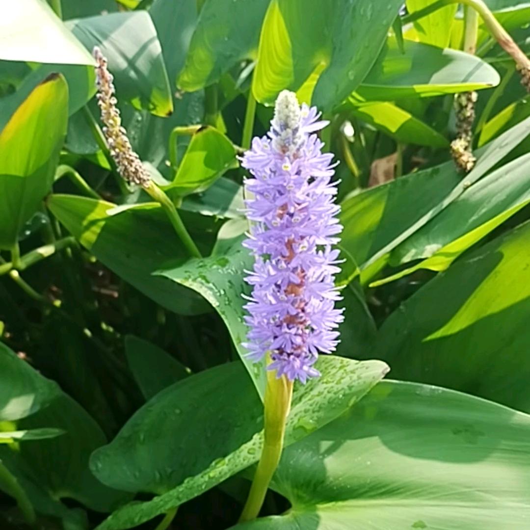 苹果果
