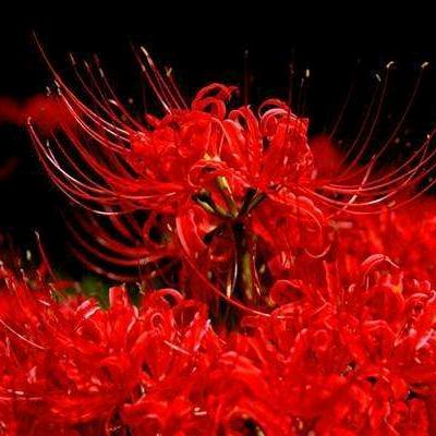 忘川彼岸已開☀️ ¹²¹