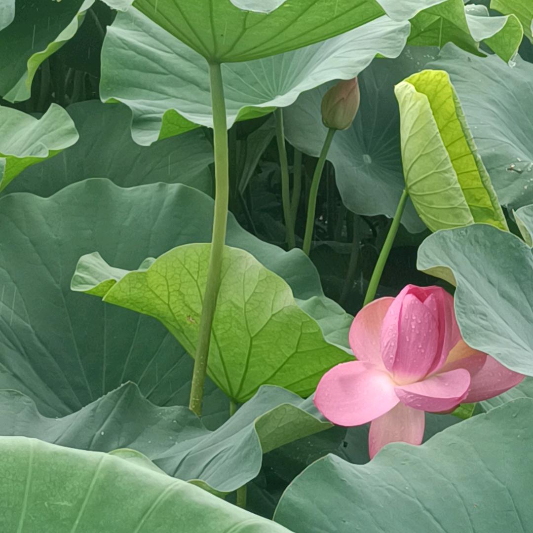 中源烧烤（唐娜）