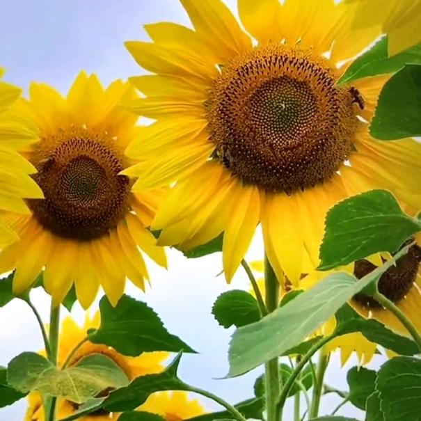风雨🌻