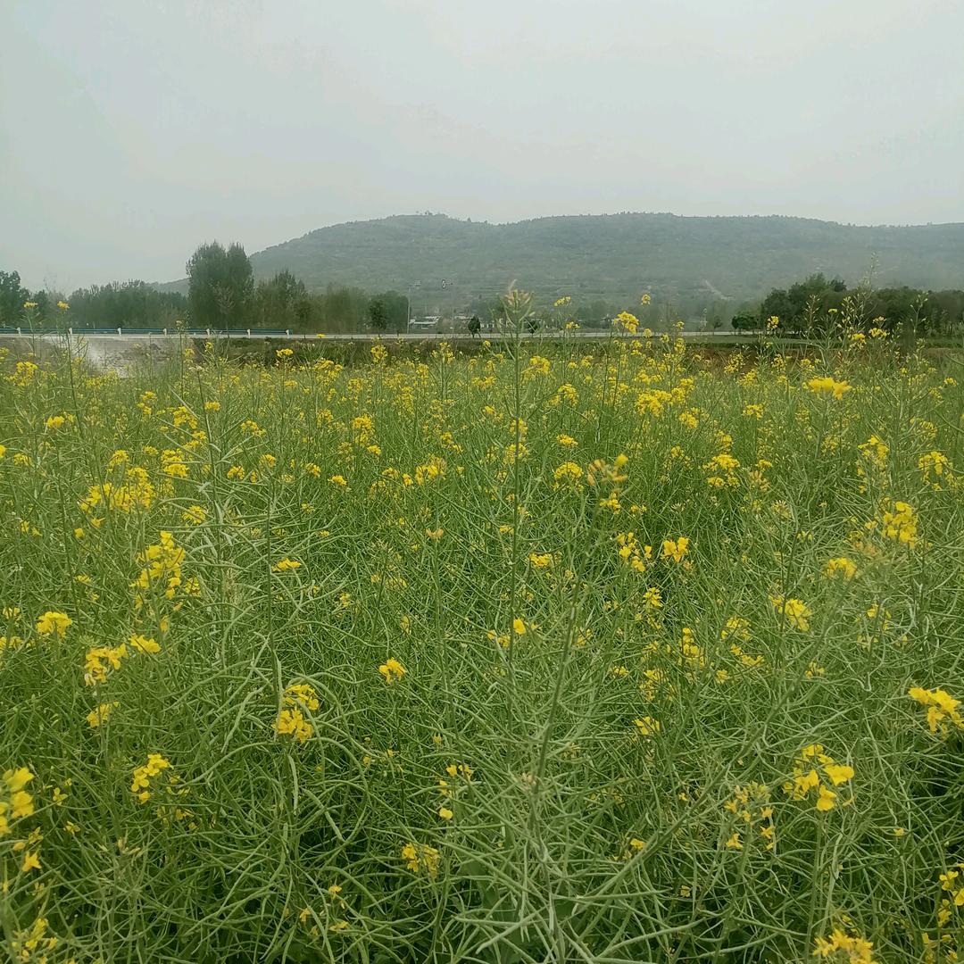 田园生活