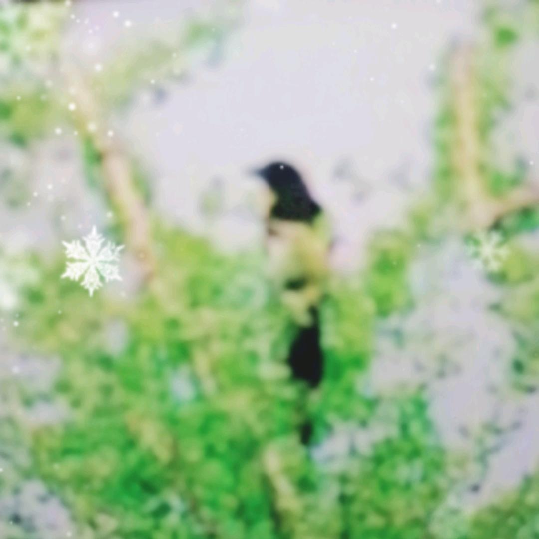 不老的枯树