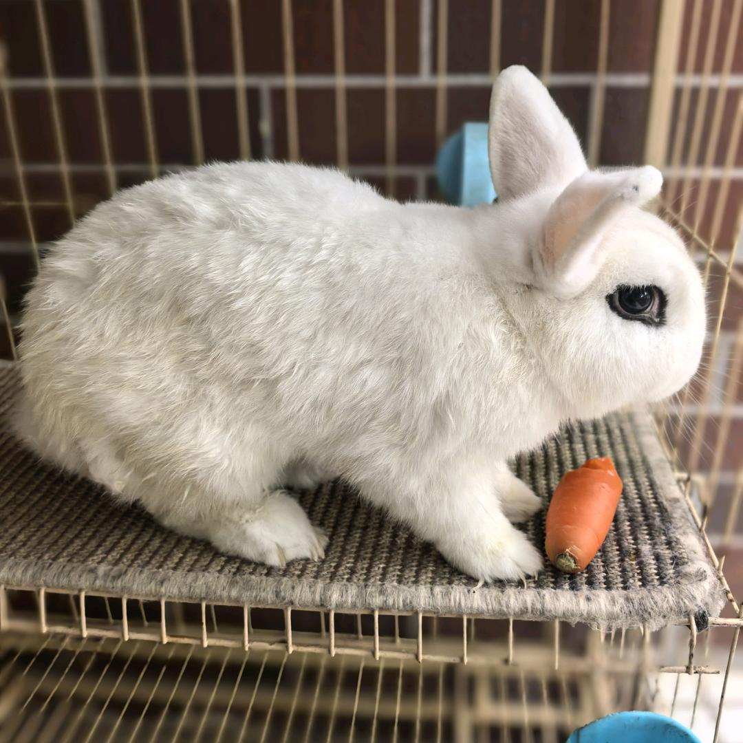 突突真的就是一只兔兔