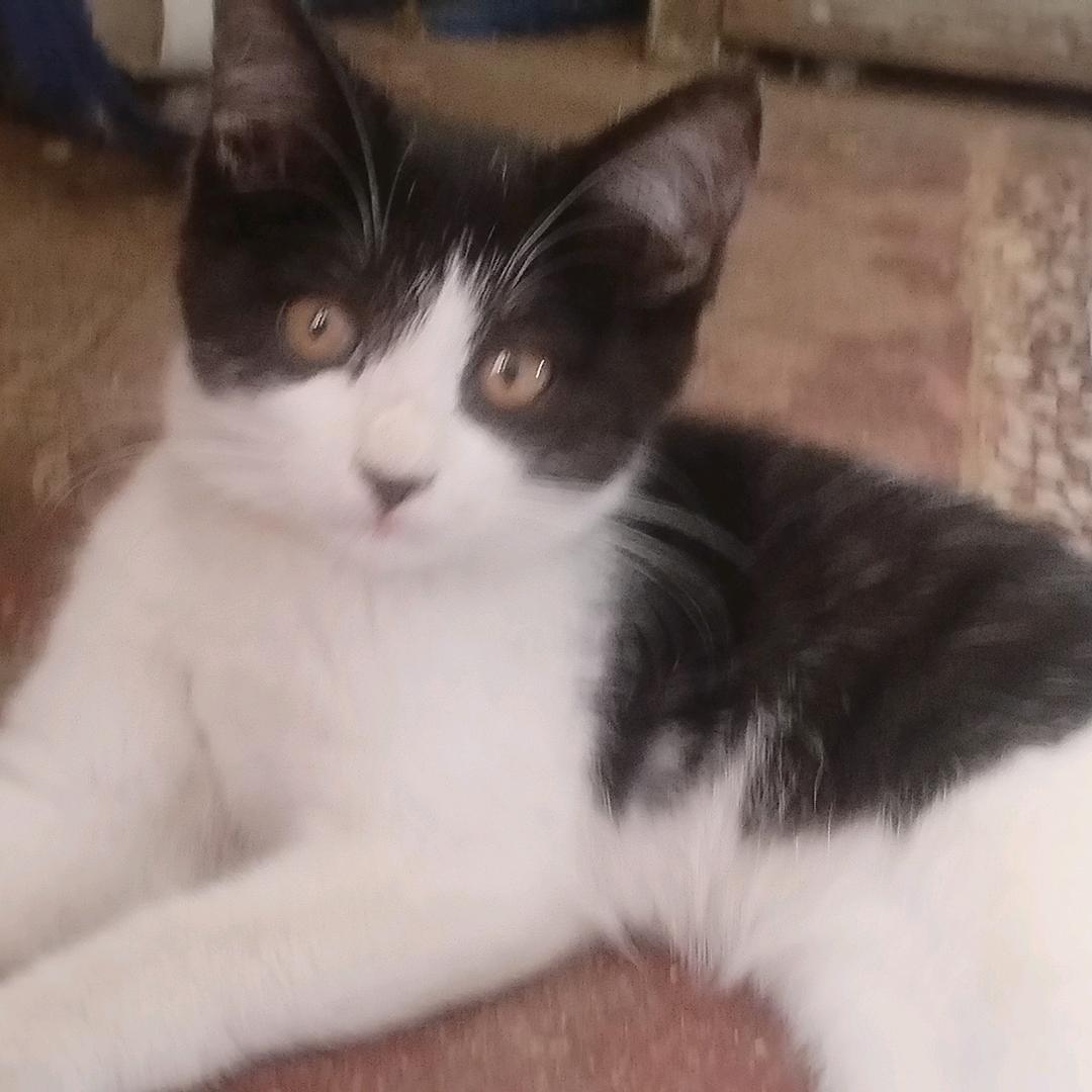 眼睛瞪得像铜铃