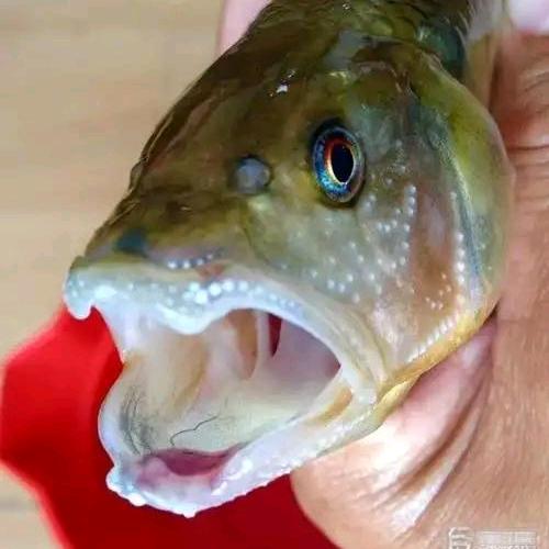 三界水产中转站