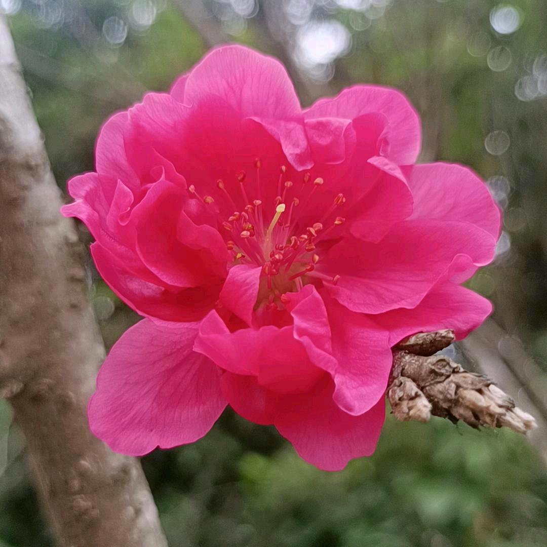 🍬໑ຼₒ₂5ღ᭄双木林꧔ꦿ4᭄💞