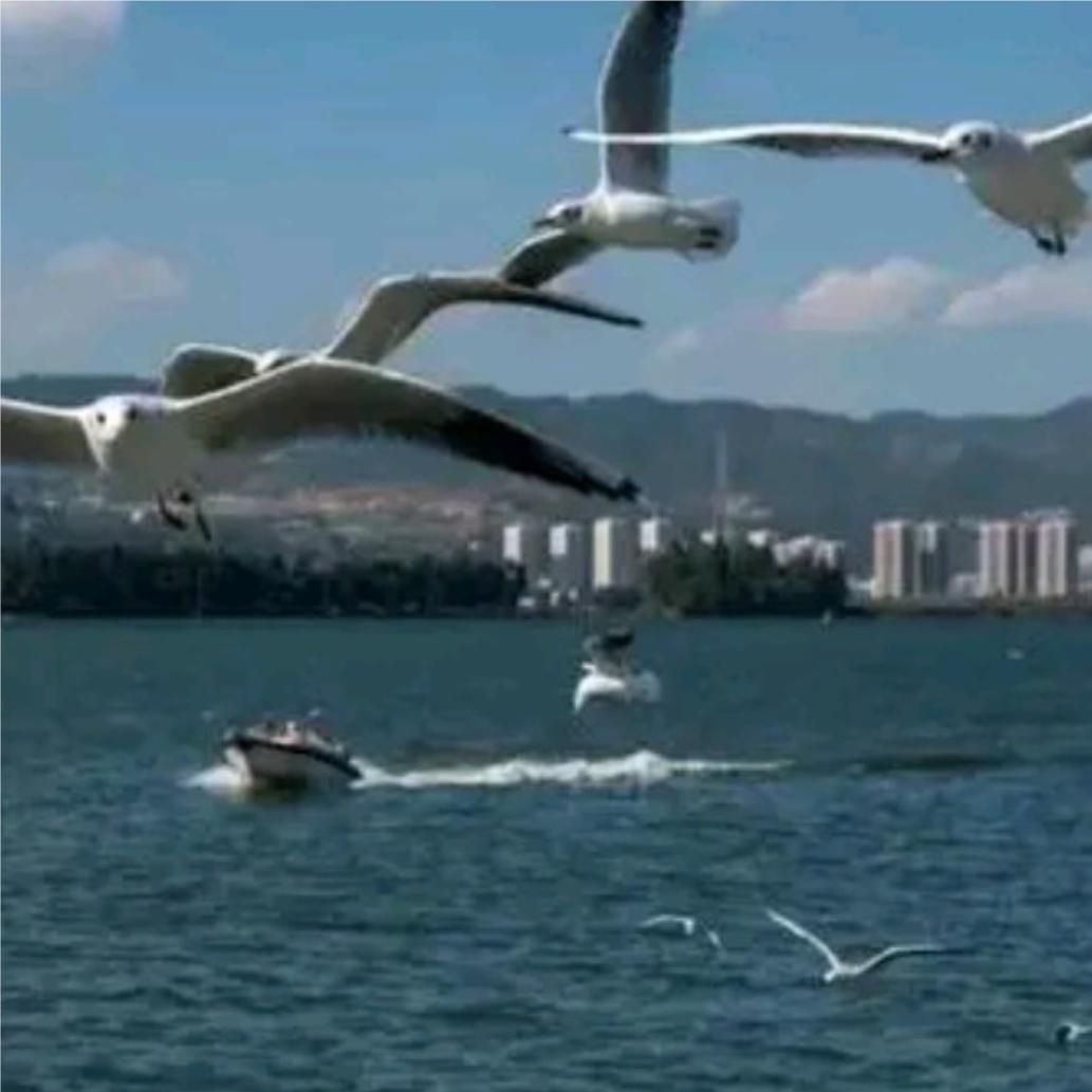 海鸥飞翔