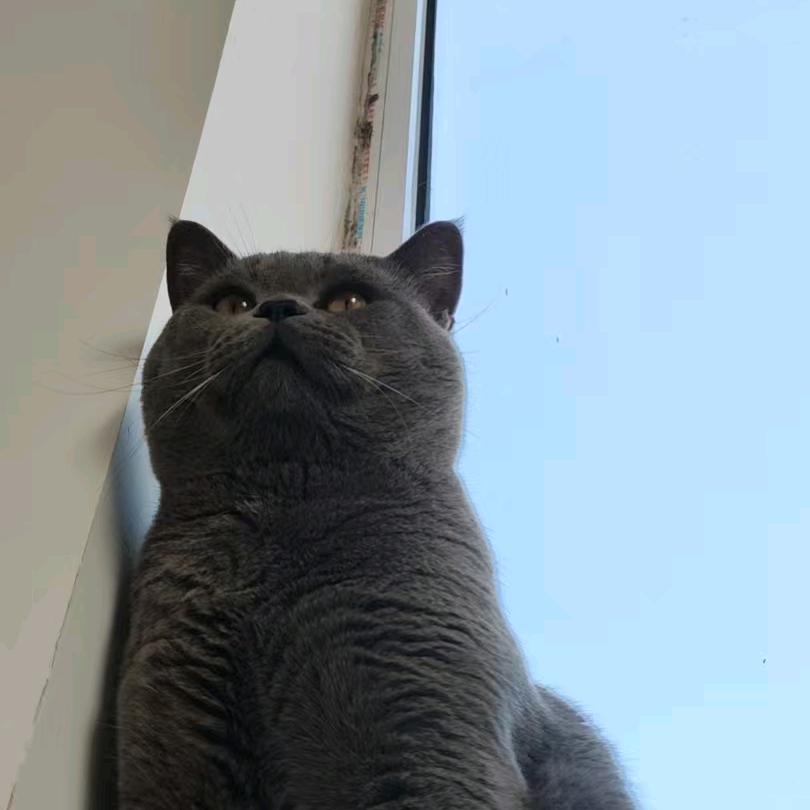 北方玉面孟尝