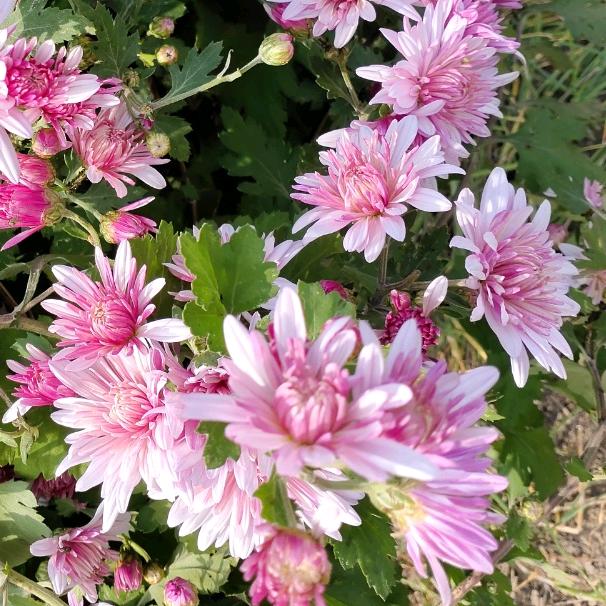 💞🌹余生᭄🕊💐🌺一起走᭄💐?