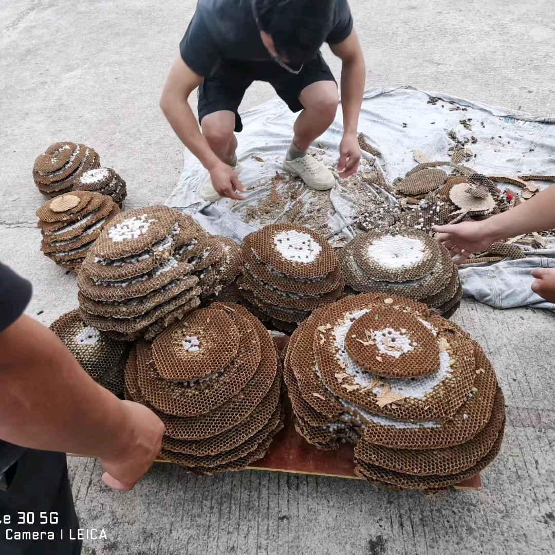 马蜂专业户