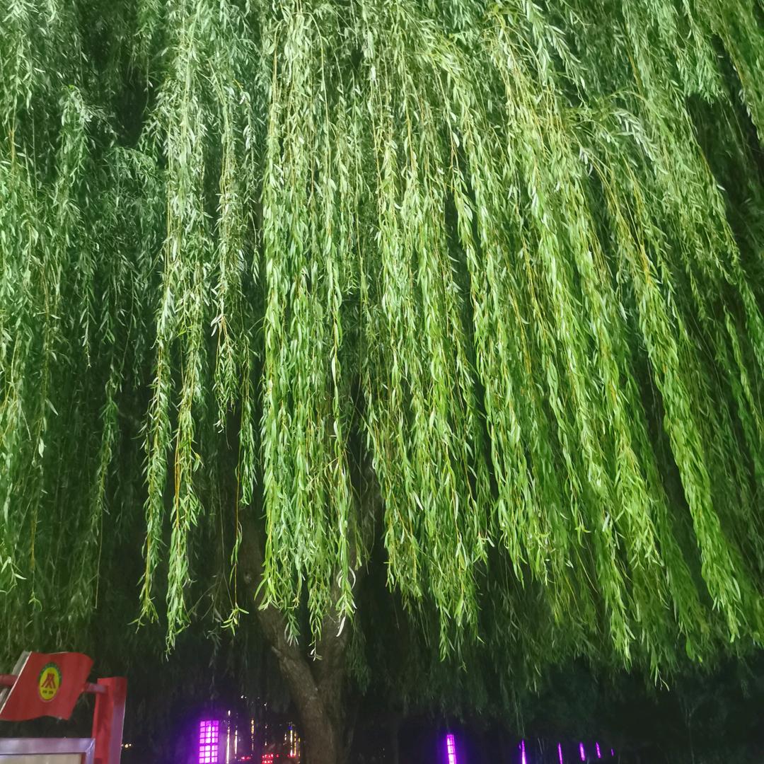 熟透的柿子