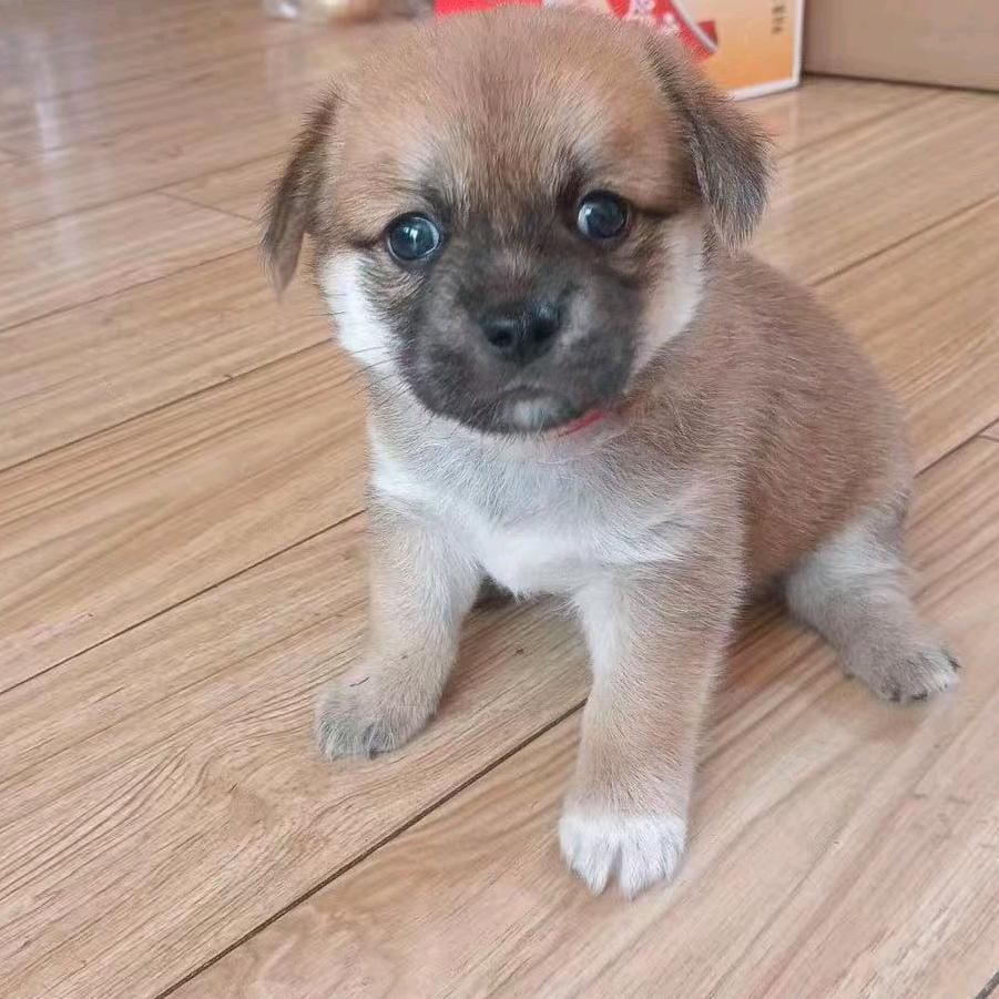 小马奔腾