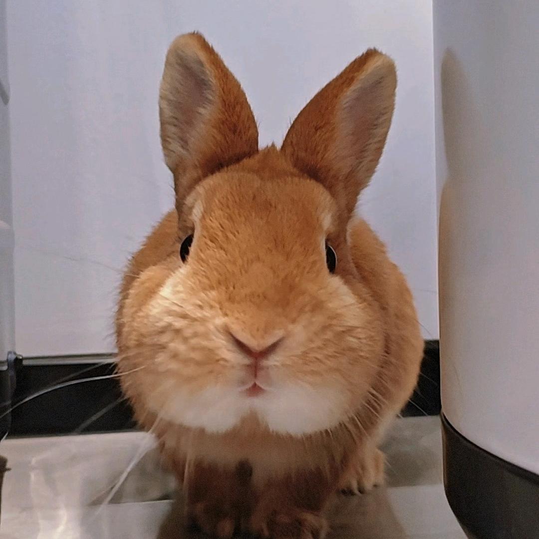 云南搬运工秋秋