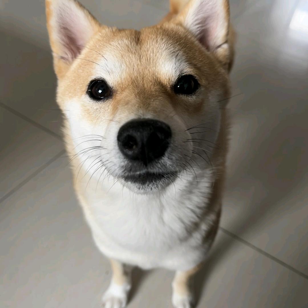 Coco不是奶茶