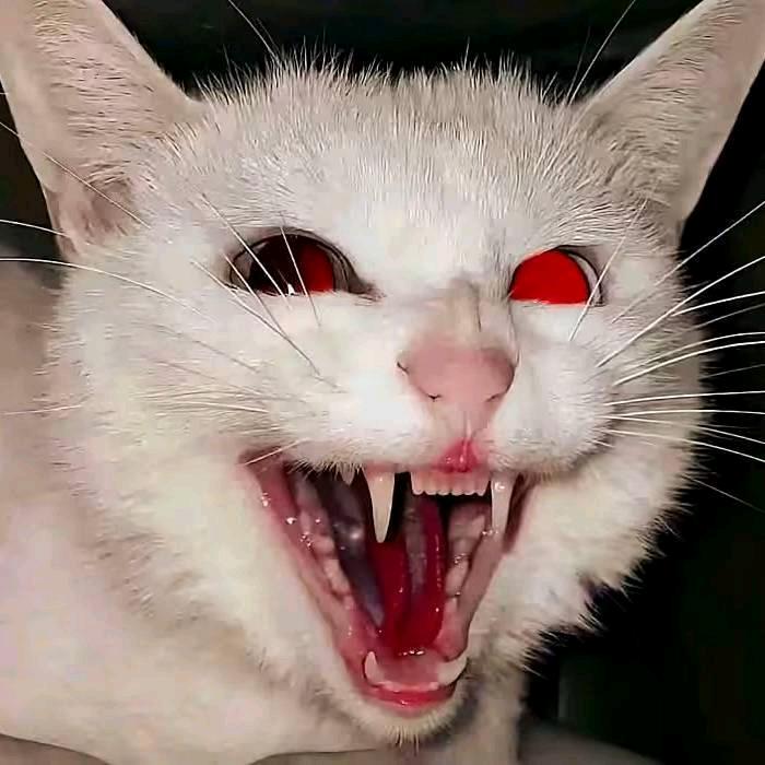𝙀𝙩𝙚𝙧𝙣𝙖𝙡𝙡𝙮.头像