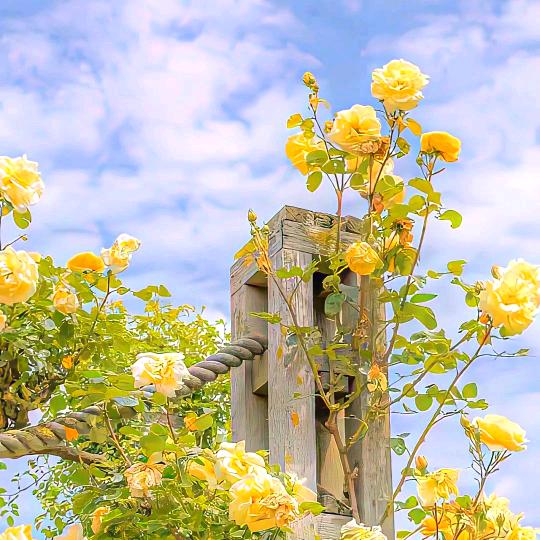 刘可爱（争霸三国）