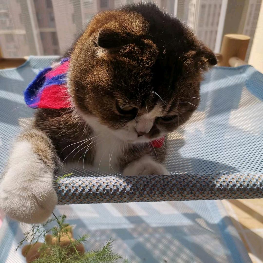 柒咪