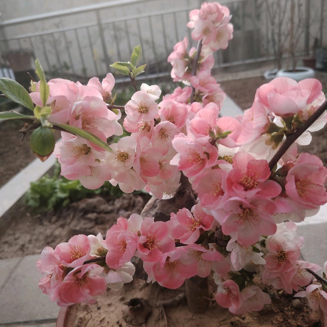 爱养花的小老头