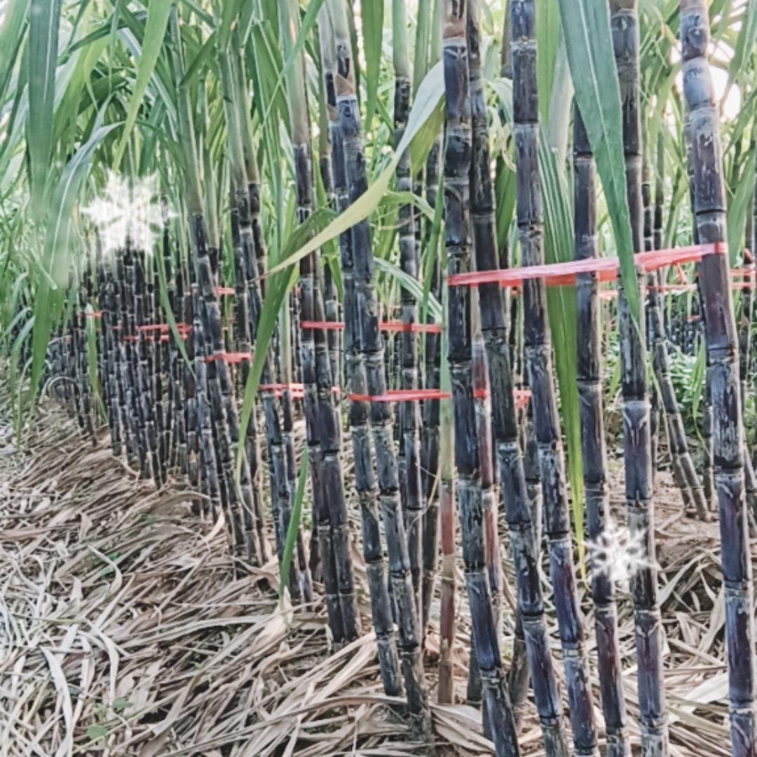 安上集甘蔗种植农场