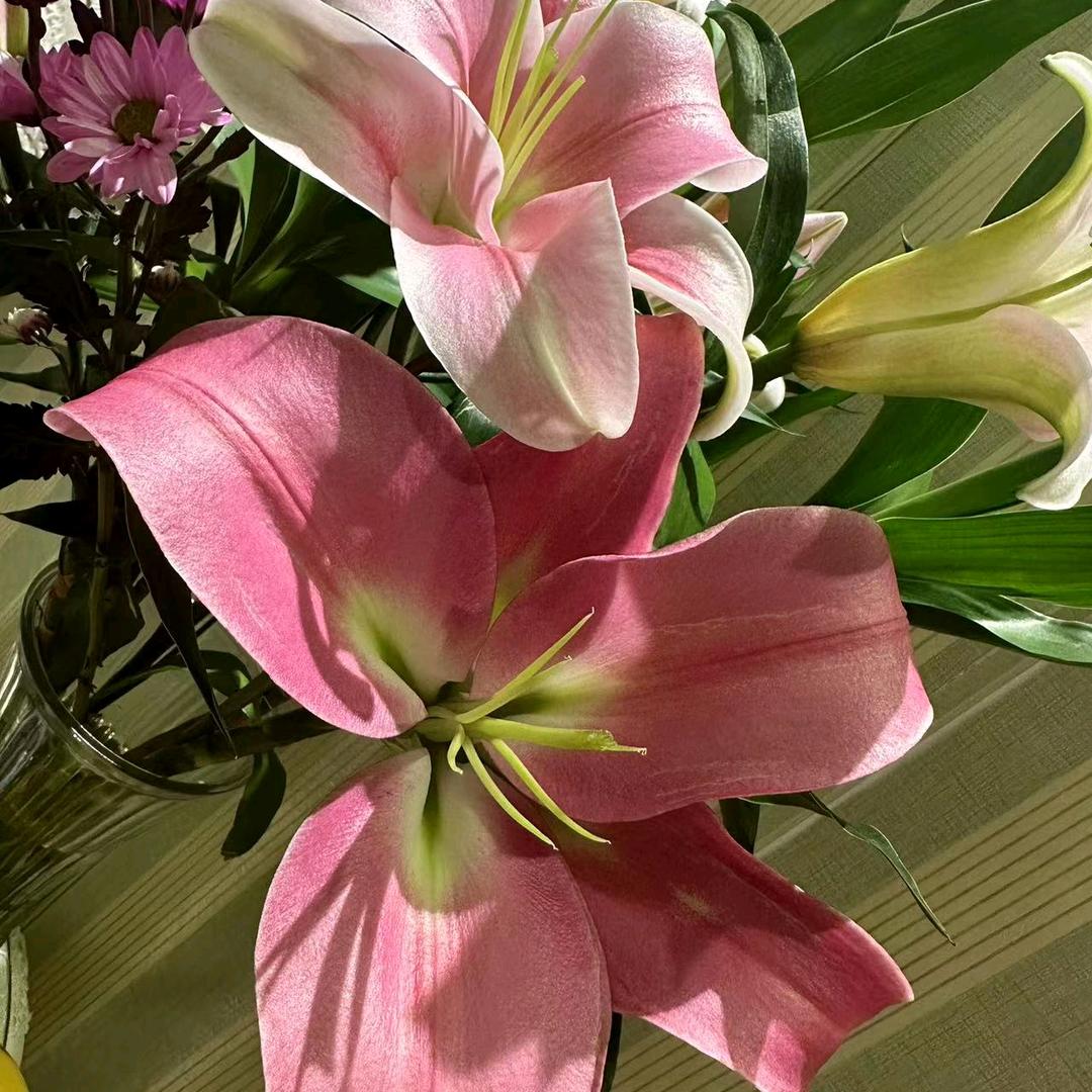 莲花🌸