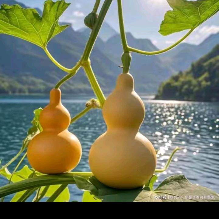 望子成龙，龙凤喜糖