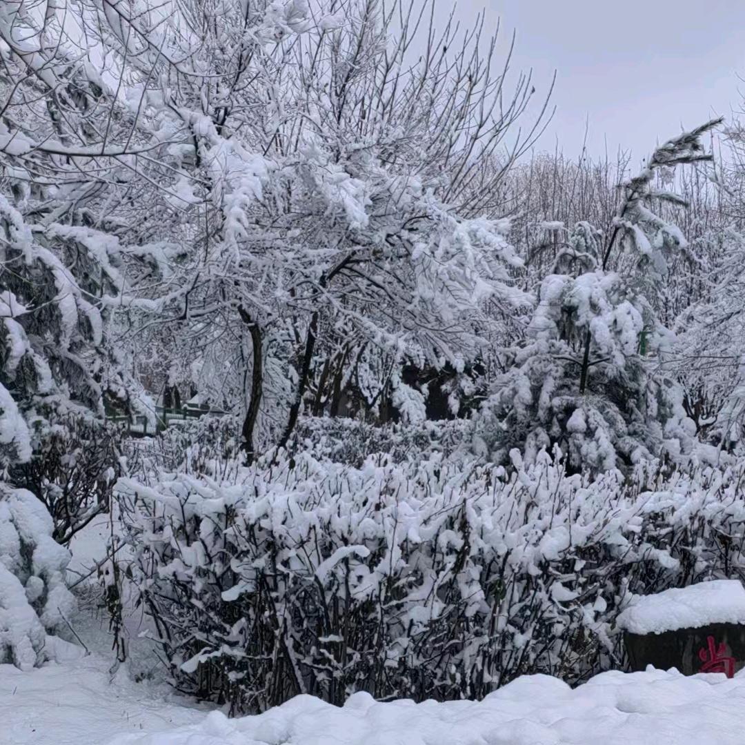 一城柳絮吹成雪