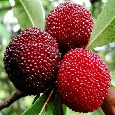 🍒香香