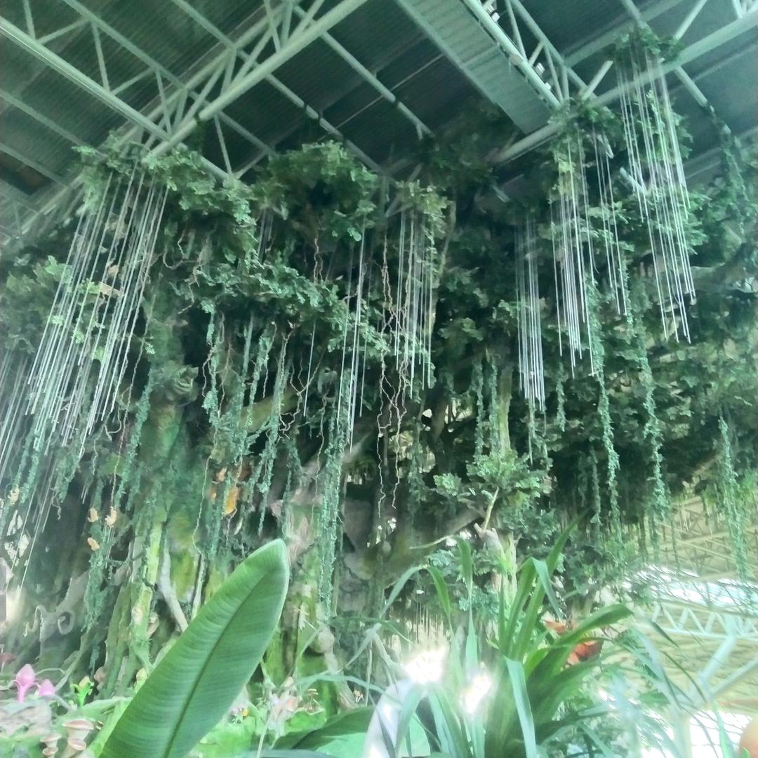 芳