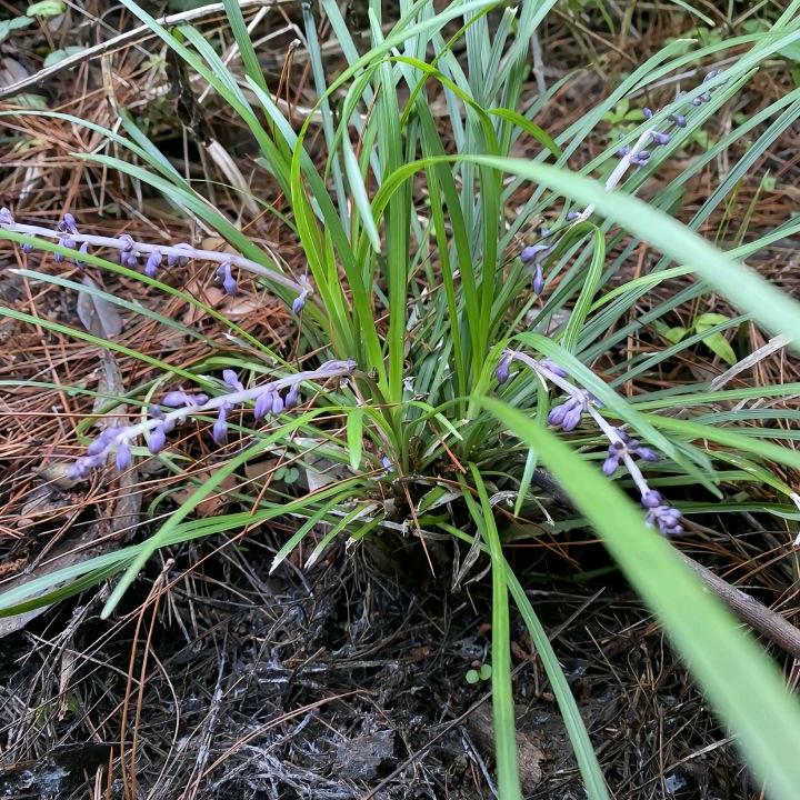 🌹🌸梦想🍎🌺