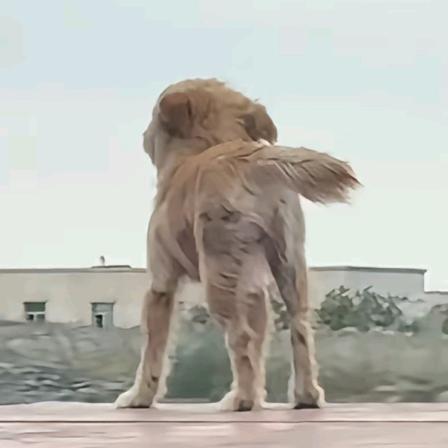 鱼豆腐