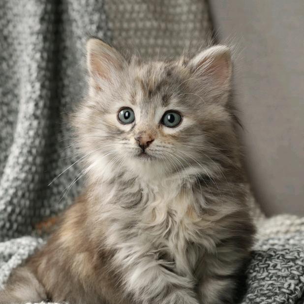 泽艺（考官）有点甜电竞