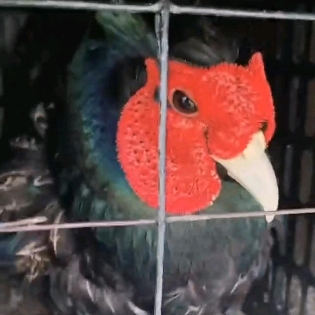 荆门市东宝区山鸡养殖