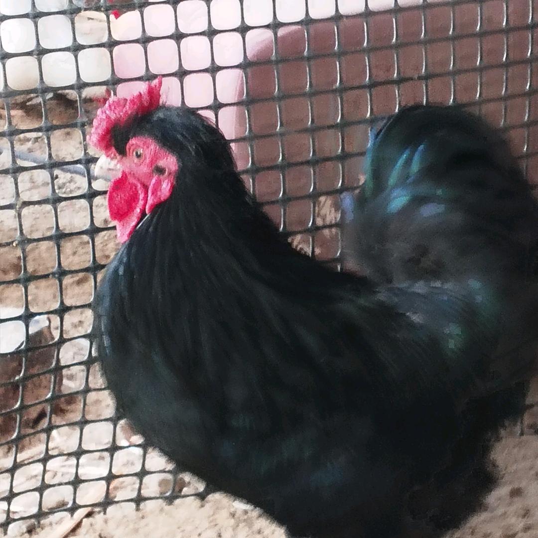 农村波兰元宝观赏鸡养殖