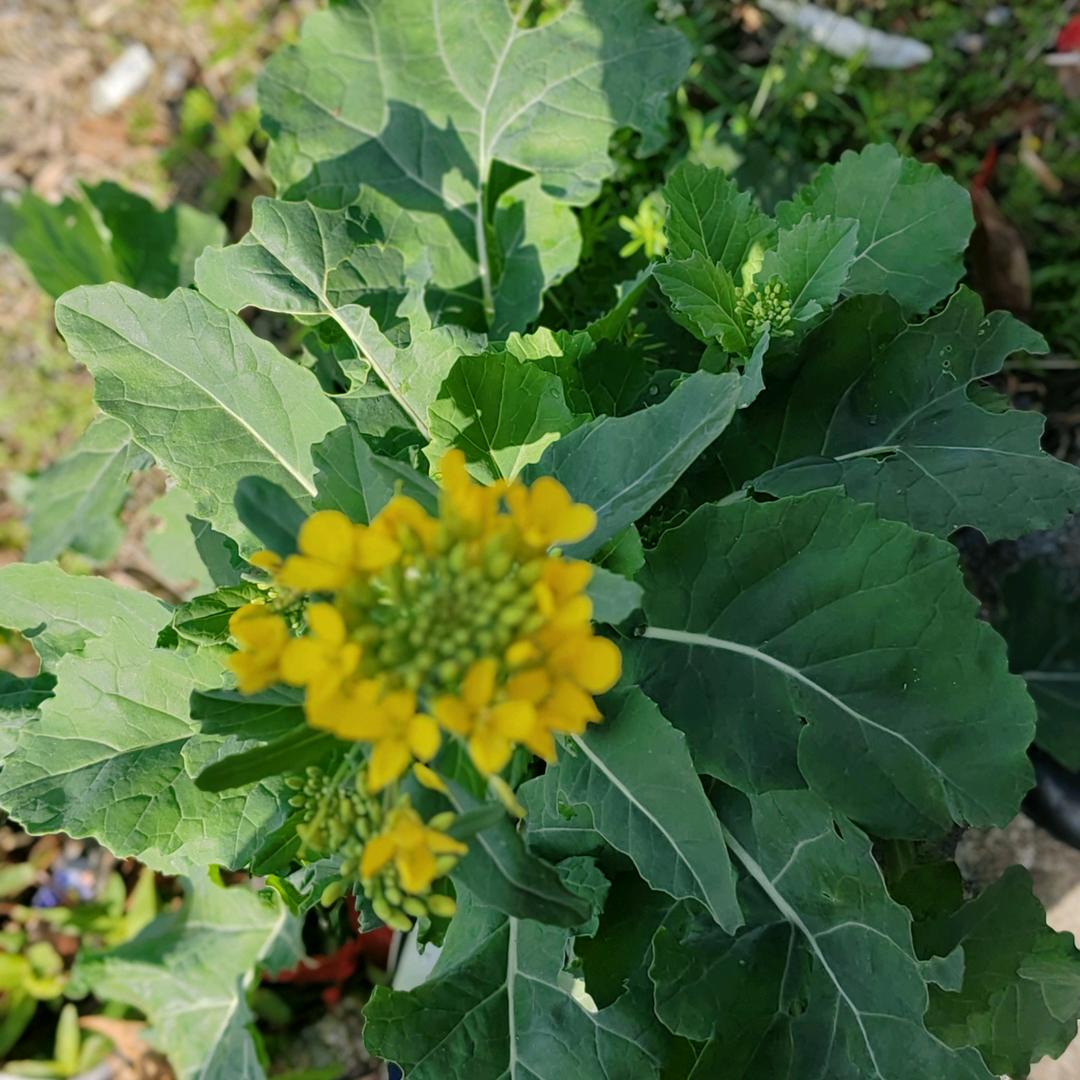 - ̗̀ ꪔ̤̥ꪔ̤̮ꪔ̤̫  ̖́-