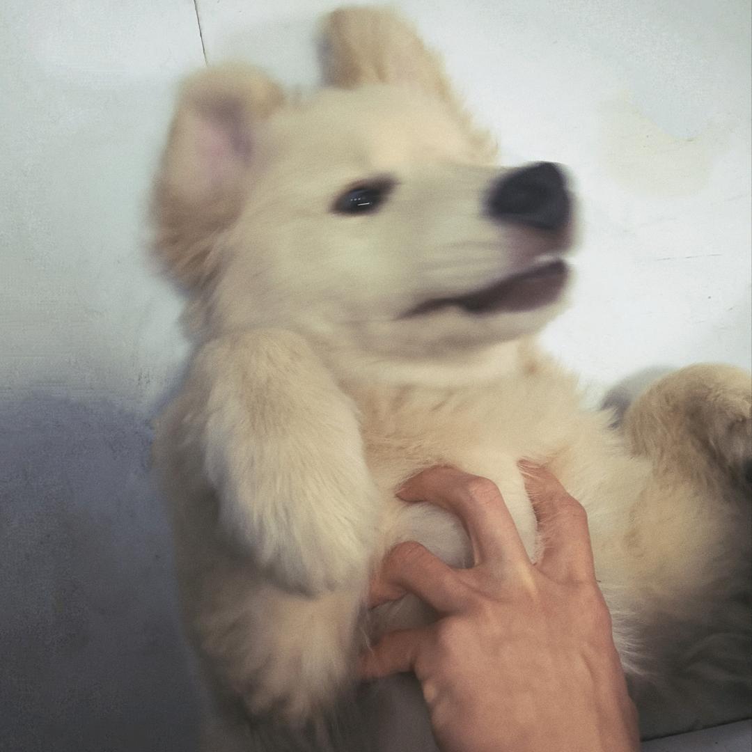 艺术家