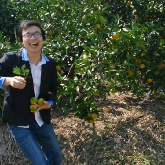 小徐涌泉蜜橘苗