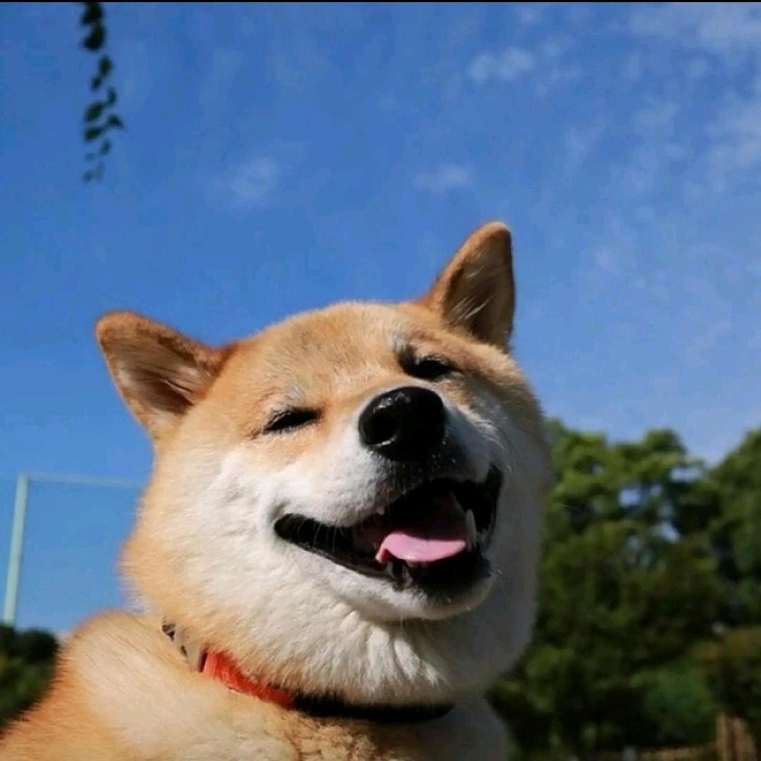 叛逆的八戒ུ