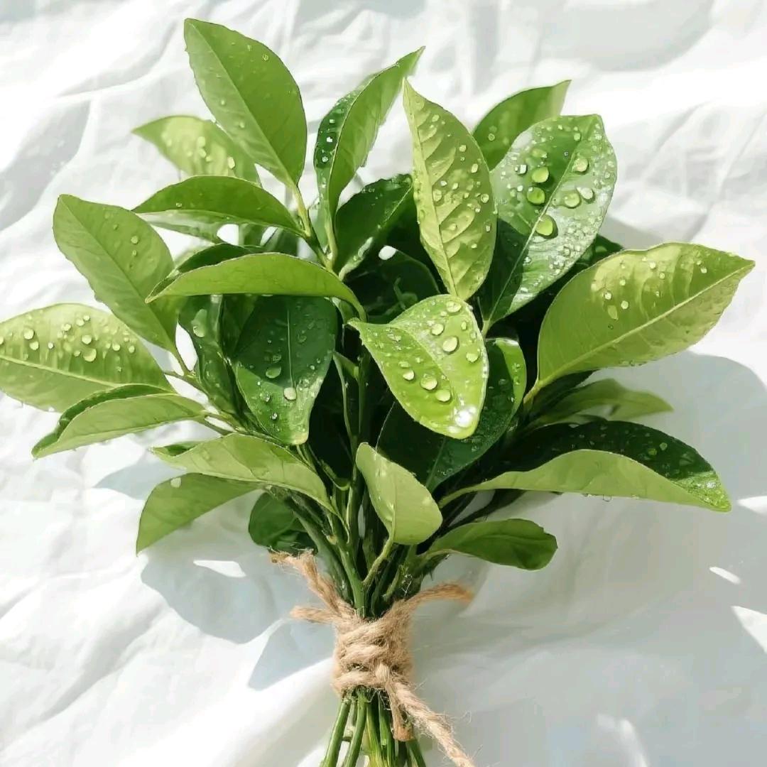 to可以（森）