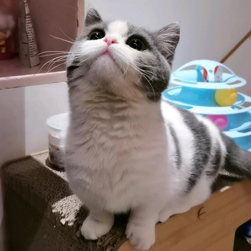 大大大的可乐🐱