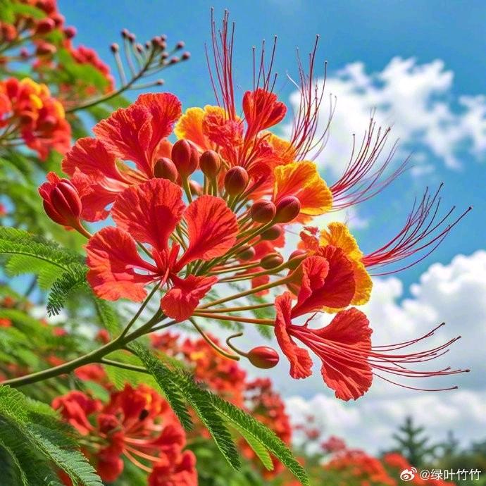 凤凰花
