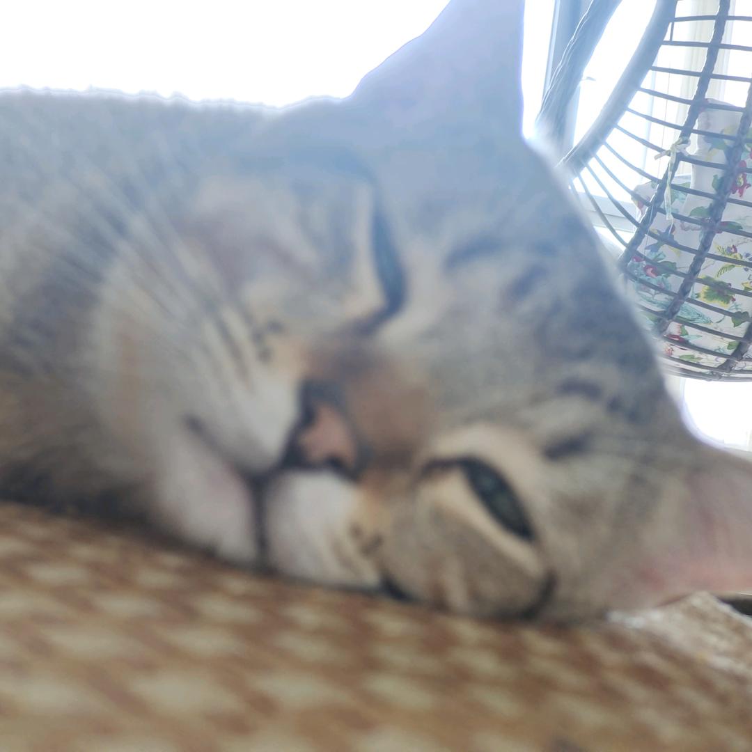 半仙儿