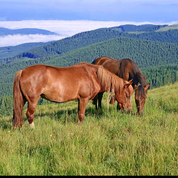 🐴余生随忻🐴