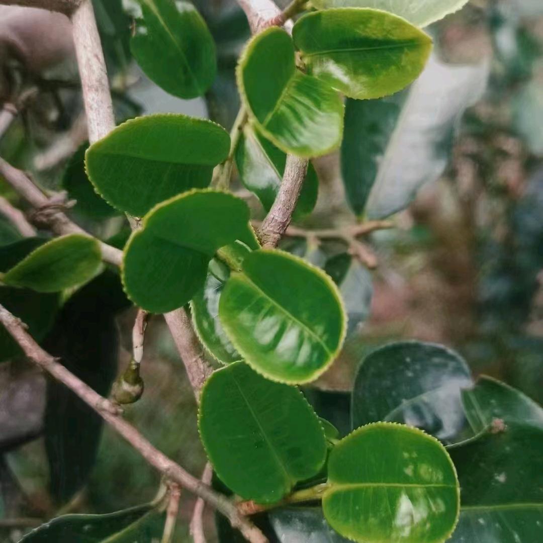 哈尼手工普洱茶