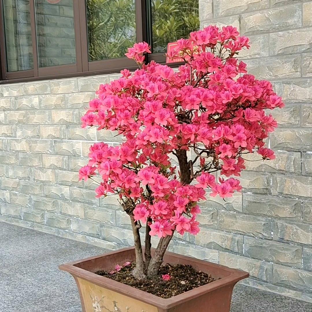 抖音用户
