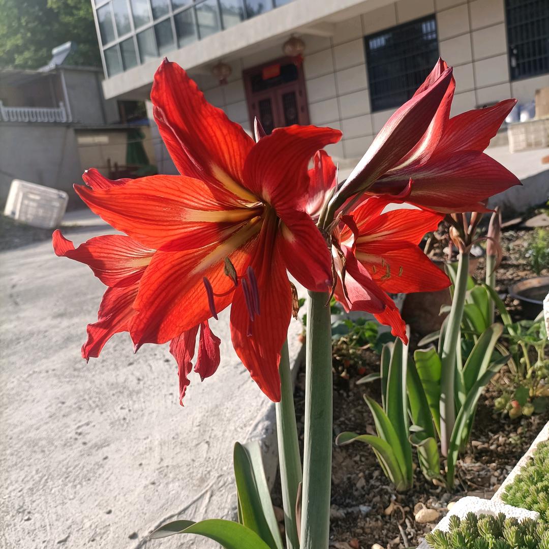 心里甜🌷🌷🌹🌹